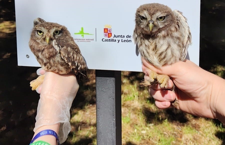 El Centro de recepción de fauna (C.R.F)  de Villaralbo en Zamora, se une por primera vez al programa de Voluntariado Ambiental de los Centros de Recuperación de animales silvestres de la Junta de Castilla y León