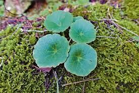 Experiencias en la naturaleza: los secretos de las plantas