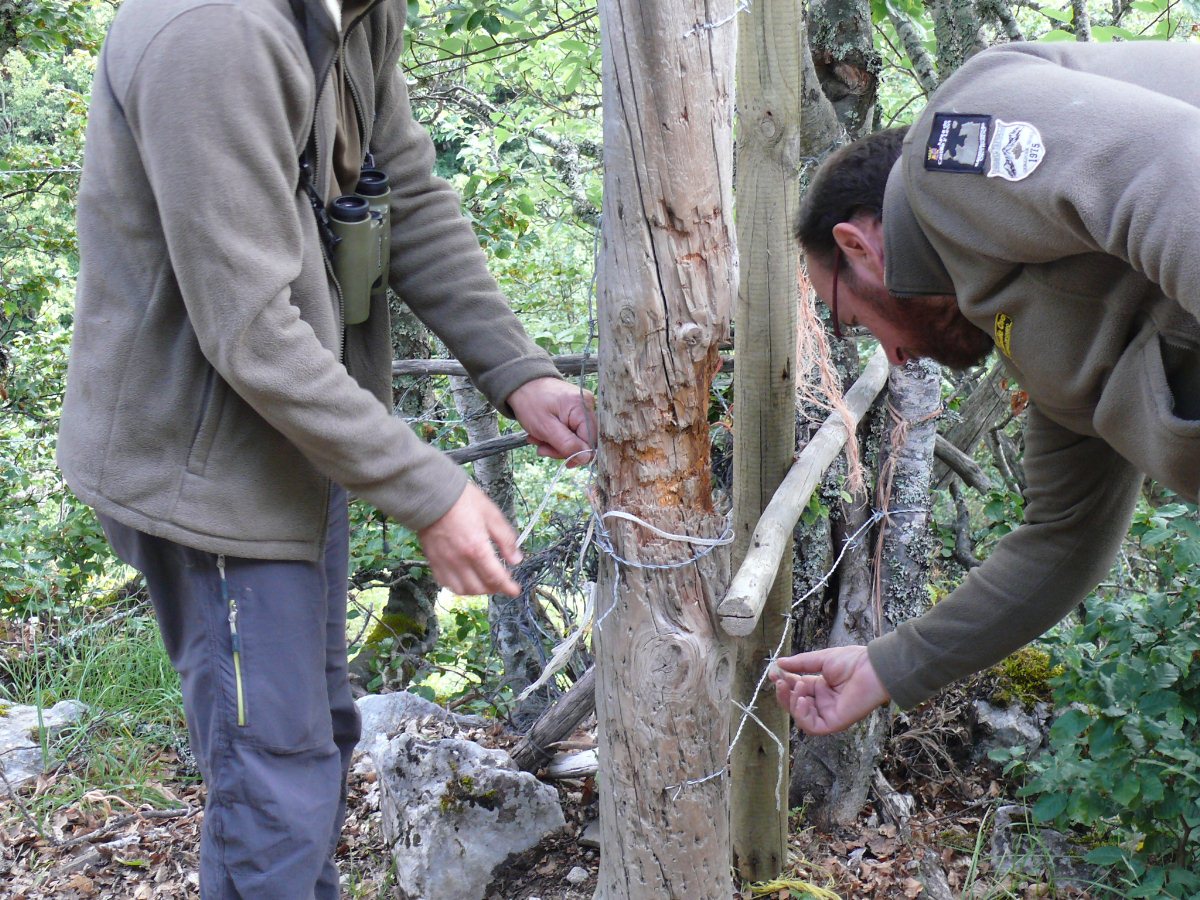 La subpoblación oriental de osos cantábricos mejora su salud genética
