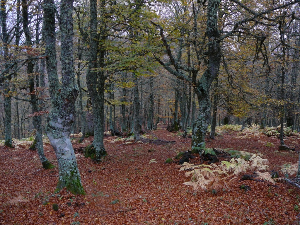 Las "Sendas de la Primavera" arrancan en Picos de Europa