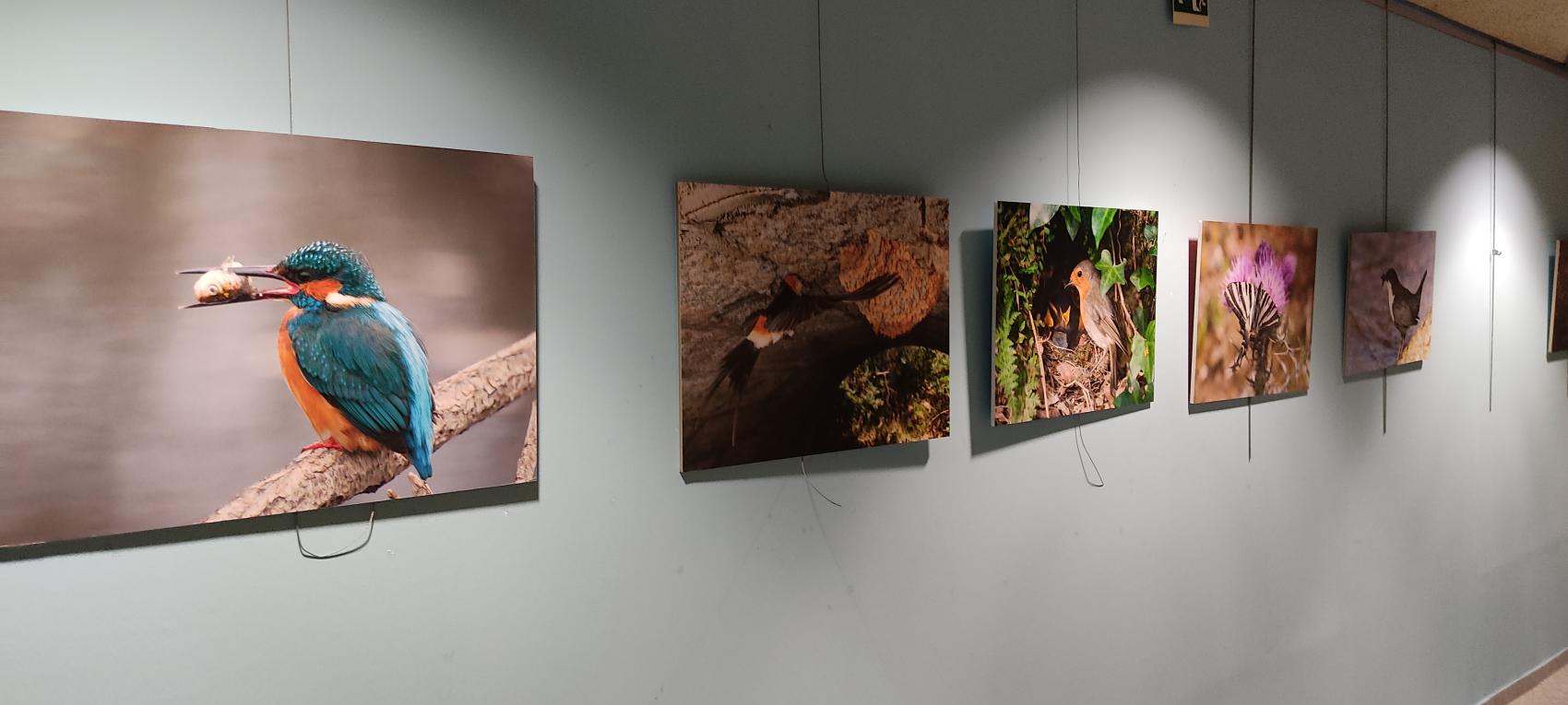 Exposicion  fotografica  "el patrimonio natural de la sierra de francia".- serie fauna.