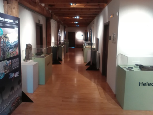La Casa del Parque del Cañón del Río Lobos acoge la exposición “Fósiles vegetales del Carbonífero en Castilla y León”