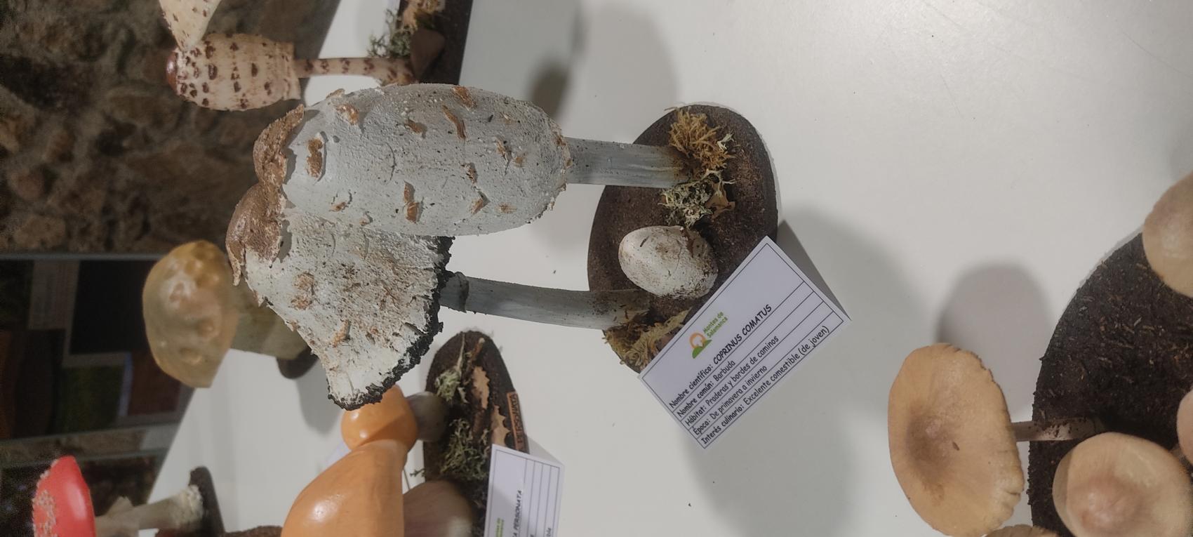 Exposición "acotado parque micológico - montes de salamanca"