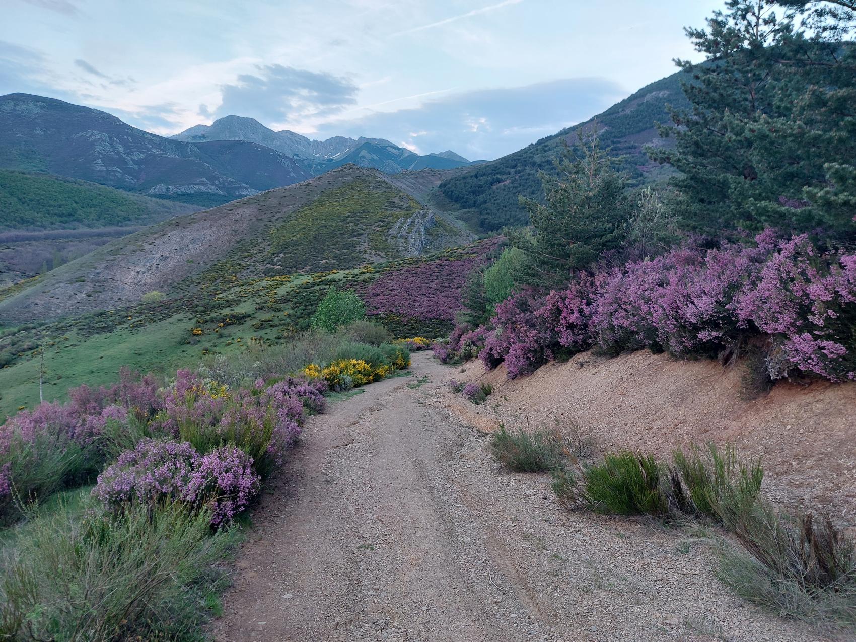 Ruta guiada por el robledal de barberante: día de los parques