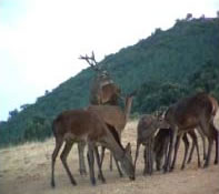Un acontecimiento único en el Parque Natural Fuentes Carrionas: La berrea