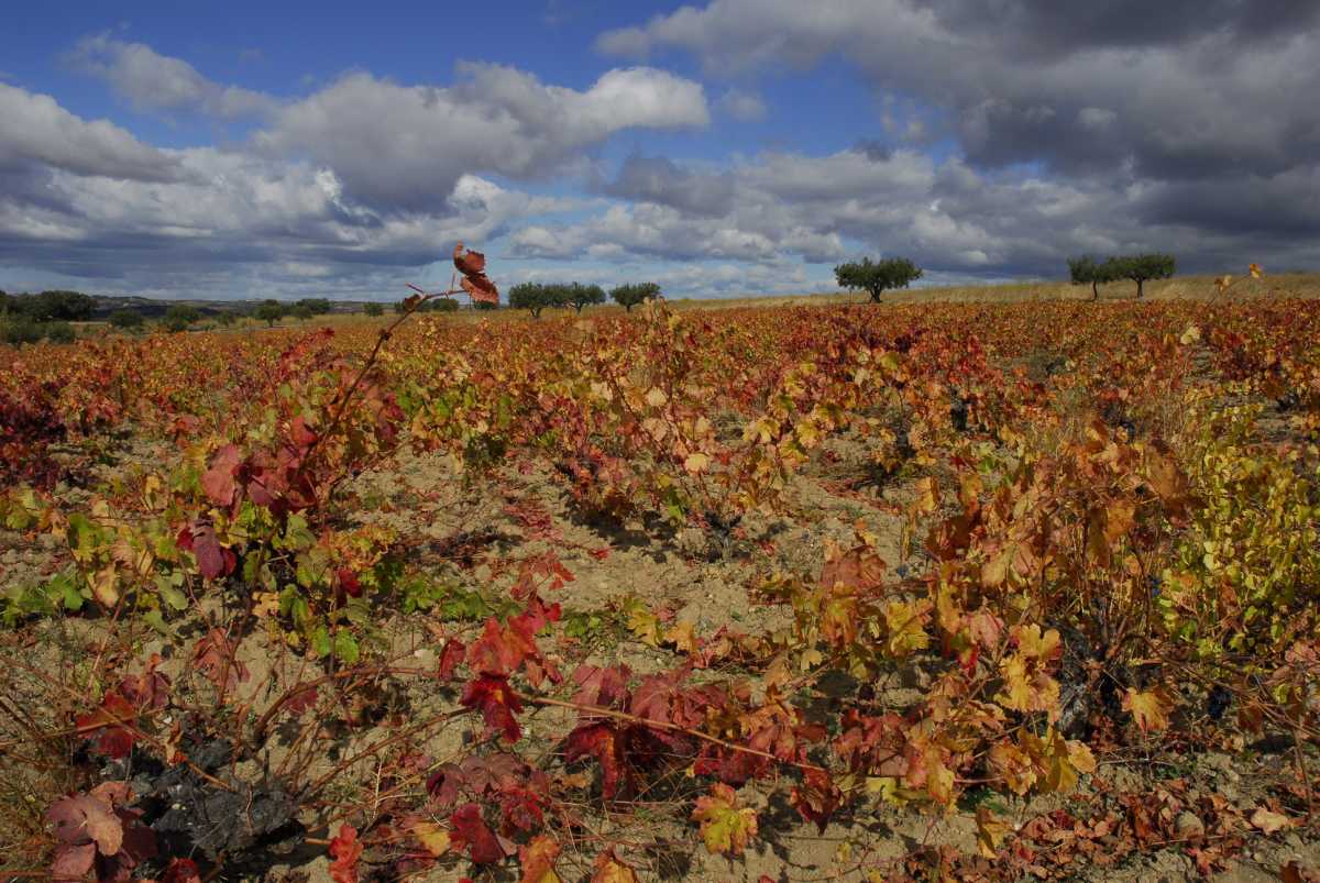 En marcha el concurso de fotografía "Vino y desarrollo sostenible"