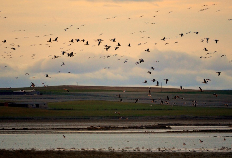 La recuperación de humedales en Castilla y León será un elemento clave en las propuestas de restauración de ecosistemas de los fondos de nueva generación de la Unión europea