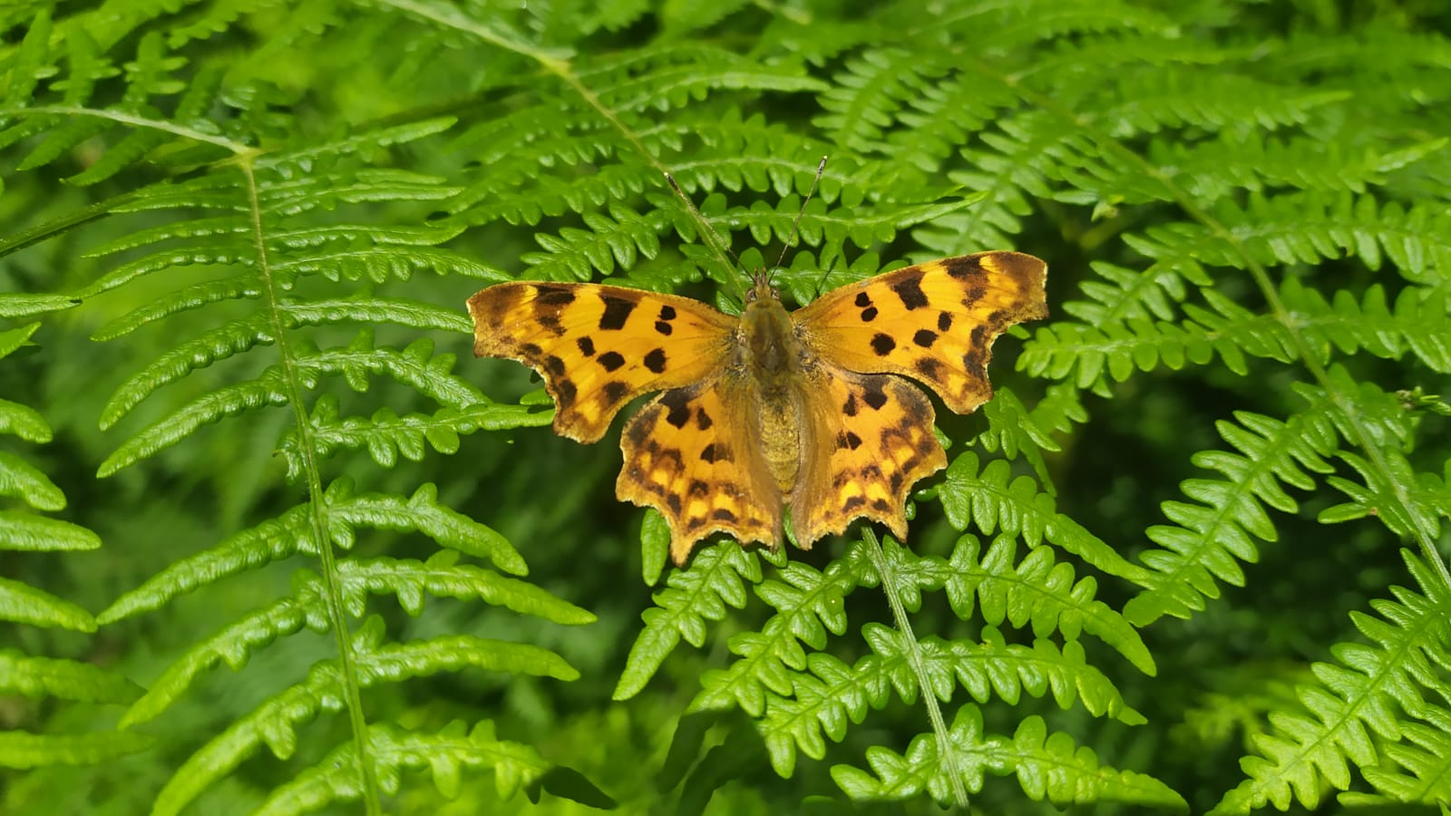 Mariposas de iruelas