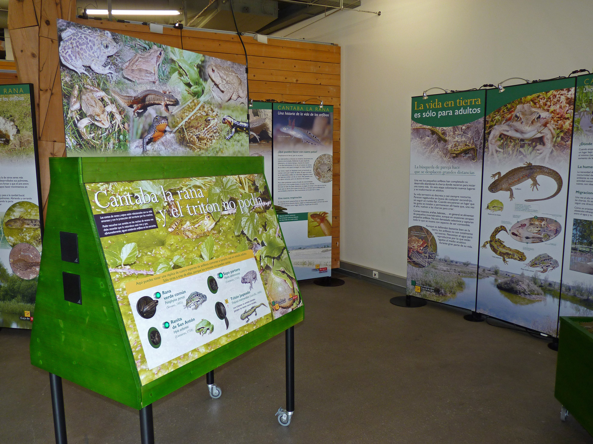 El PRAE acoge una nueva exposición titulada “Cantaba la Rana…una historia de la vida de los anfibios”