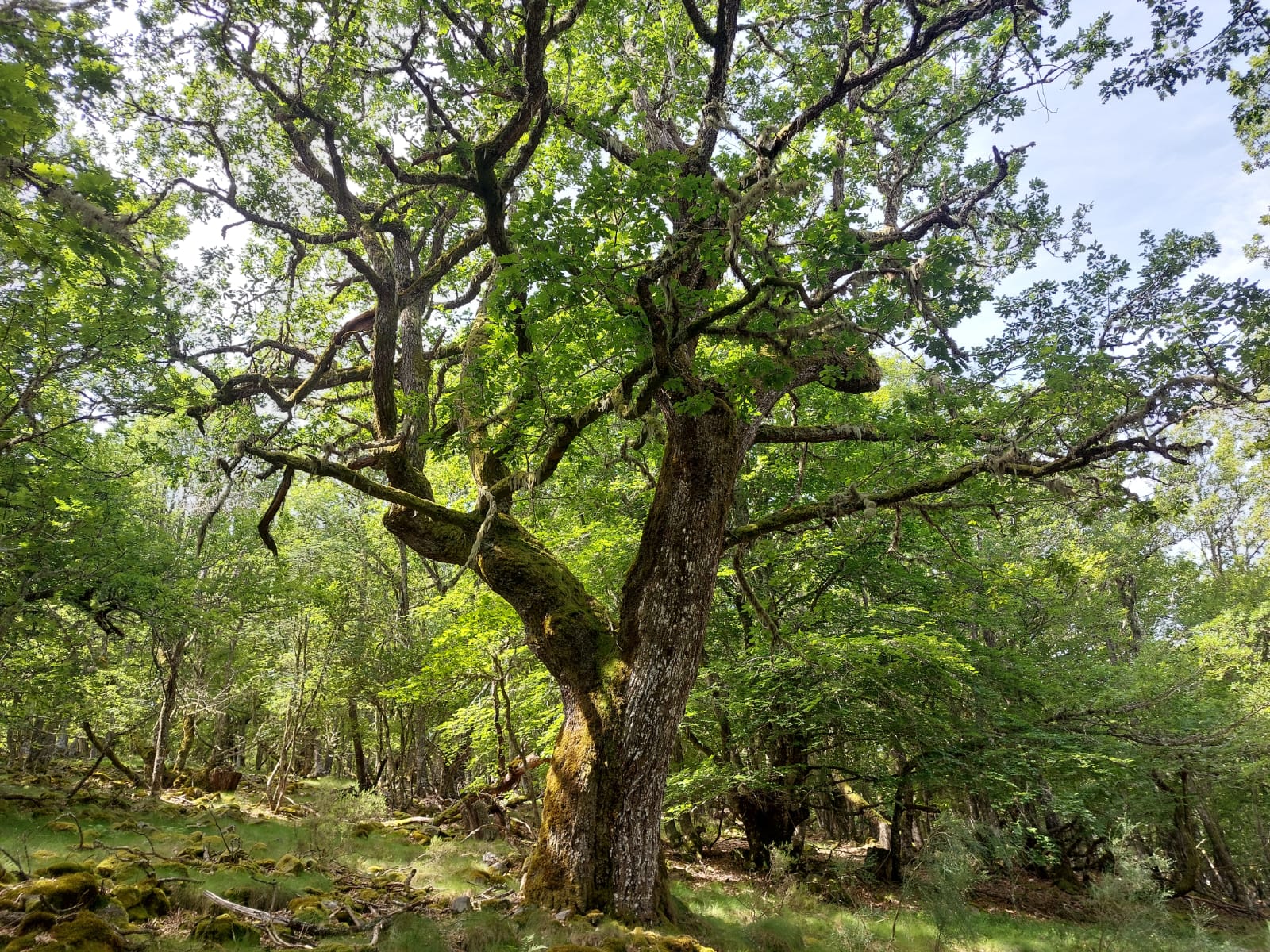 Itinerario guiado por el bosque de pardomino
