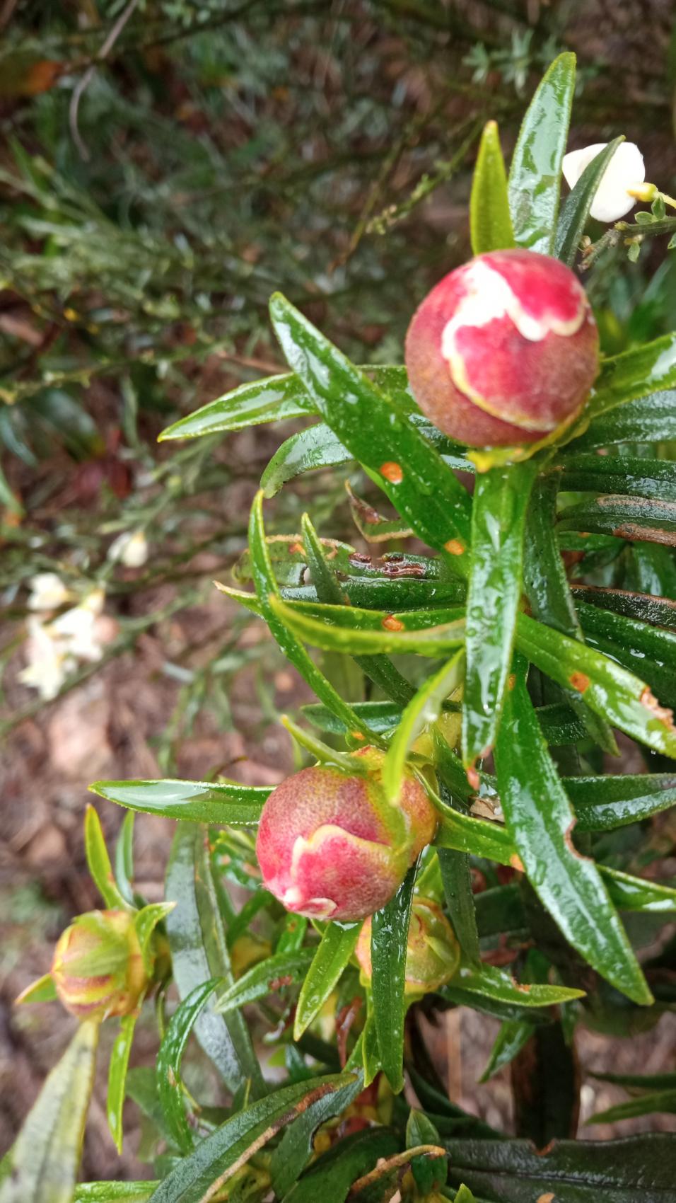 Taller de plantas y sus trucos de adaptación