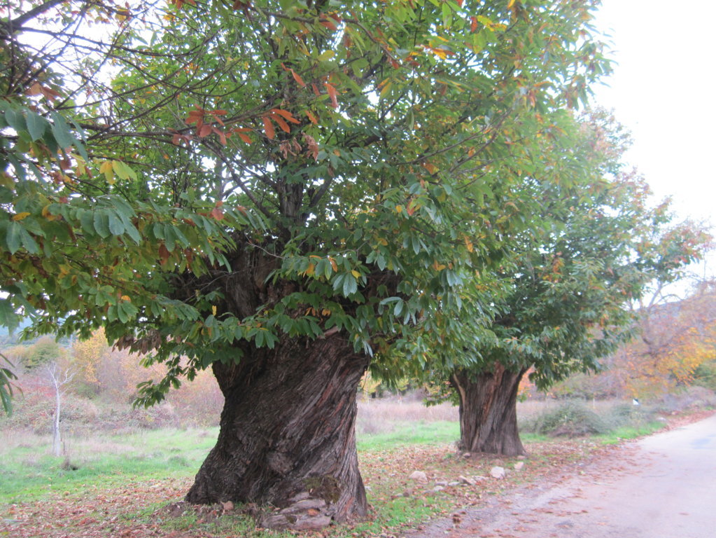 La Casa del Parque de Las Médulas organiza un ruta guiada a los Zufreiros del frade, en uno de los momentos más espectaculares de este paraje: el otoño