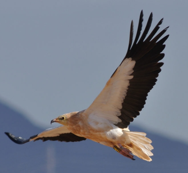 Dia mundial de las aves migratorias: "el viaje del alimoche"